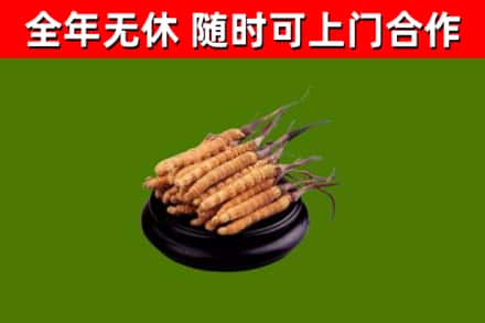靖江回收散虫草