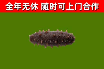 靖江回收海参干